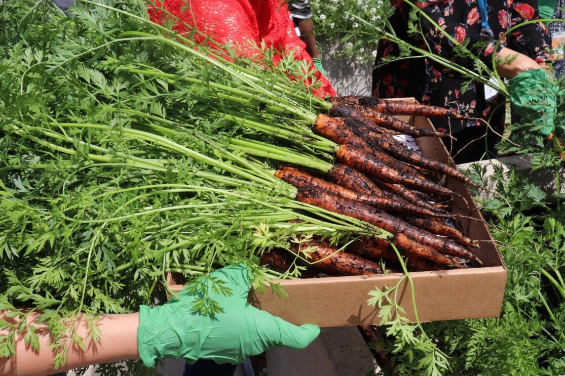 Amazon's rooftop organic vegetable garden, providing the harvest to FareStart restaurant