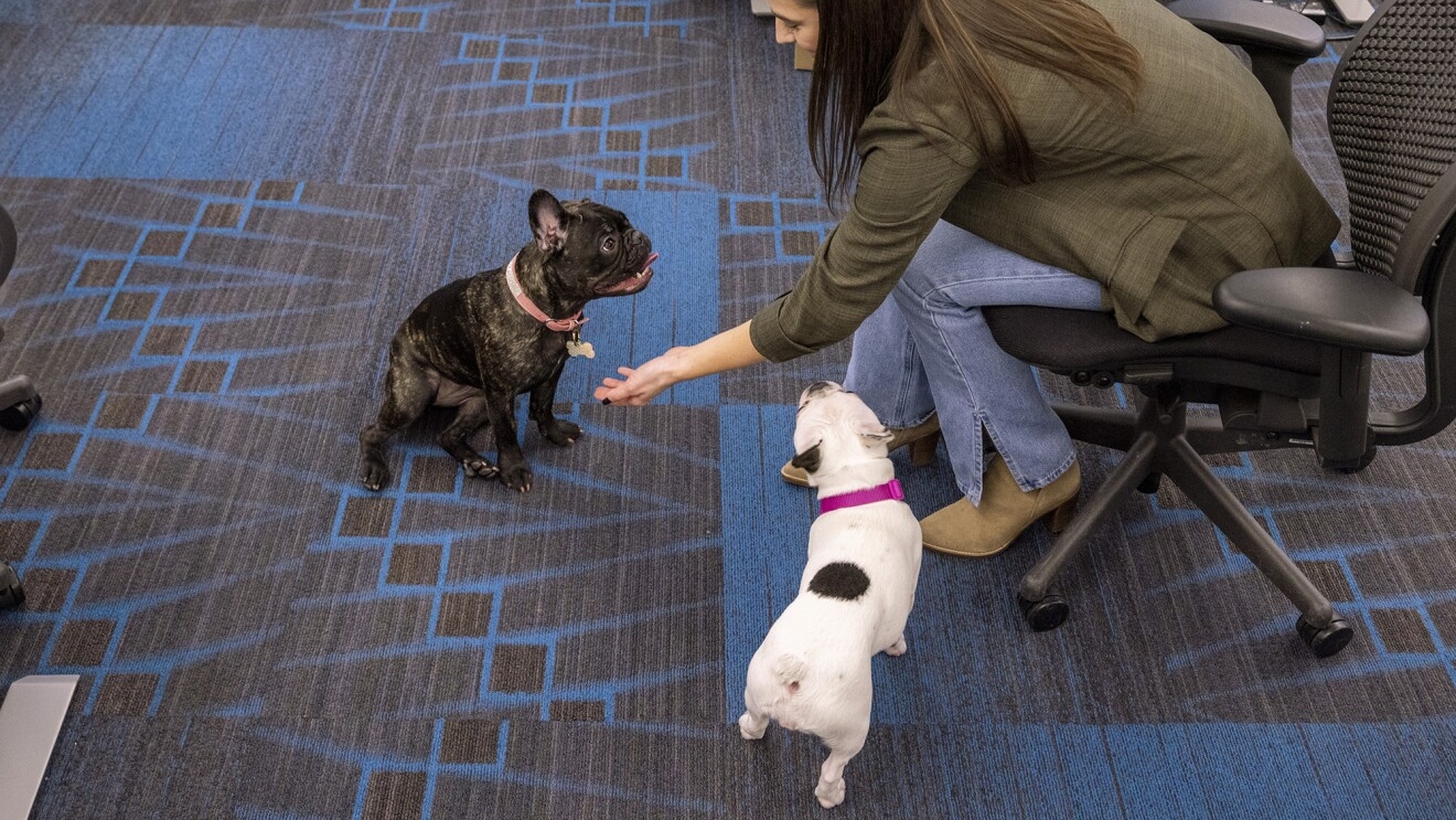 An image of two dogs looking at an employee at the Amazon office in Seattle.