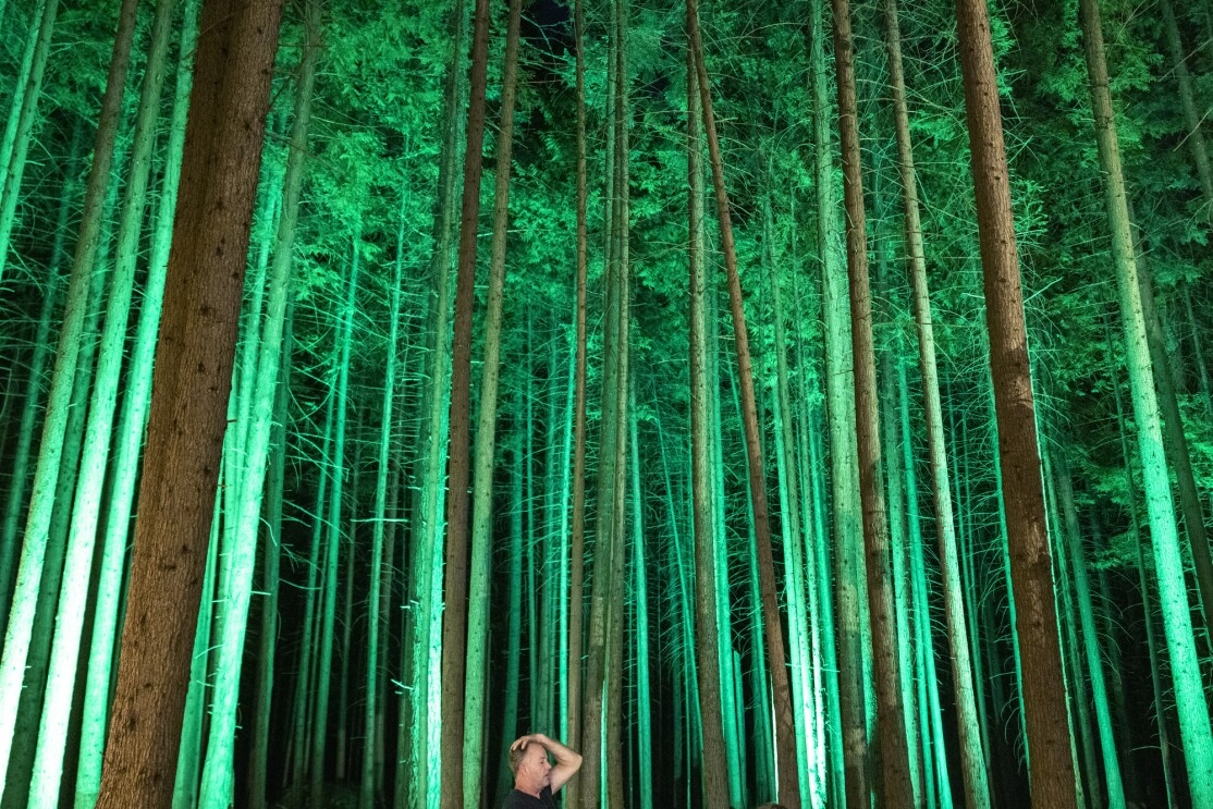 A forest illuminated by green lights towers over one person.