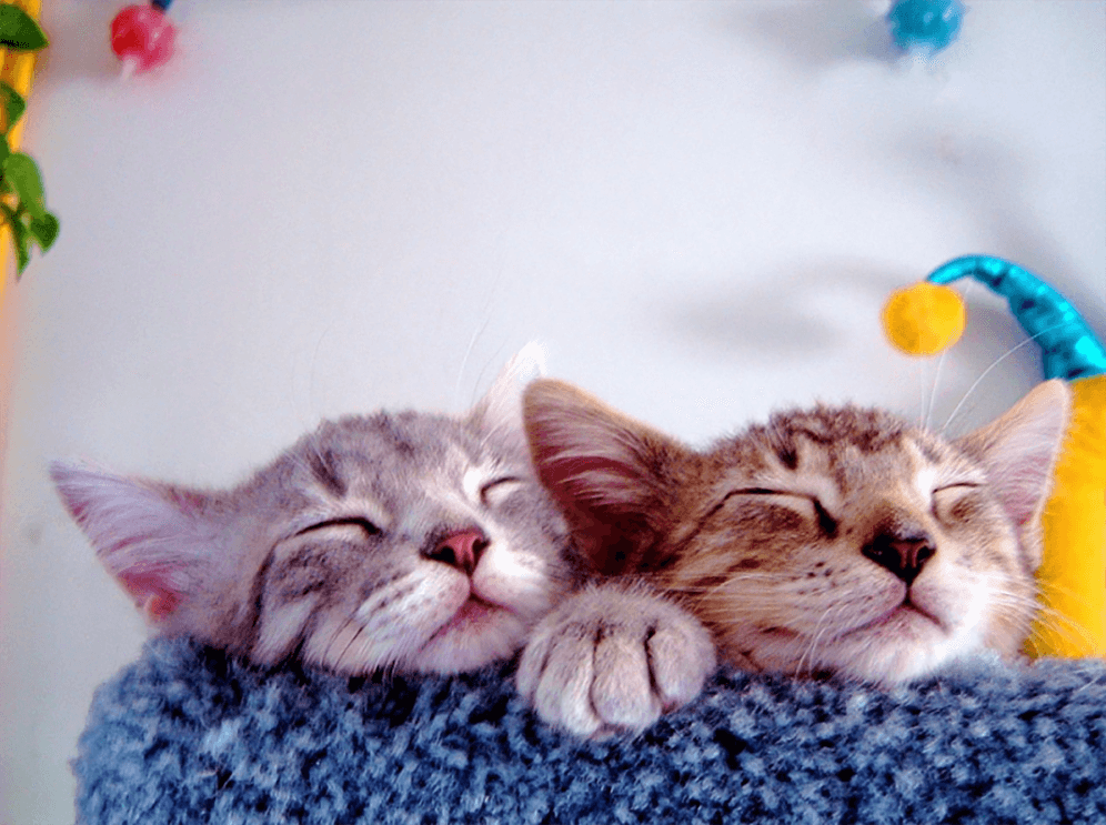 Two kittens snuggle together, eyes closed, as they rest on a carpeted cat structure.