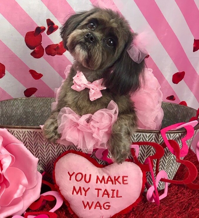 A brown and black Shih Tzu sits in a galvanized bucket, wearing a tutu and bow at her neck, and tulle pom poms on her ears. In front of the bucket, a pillow that says "You make my tail wag" is positioned.