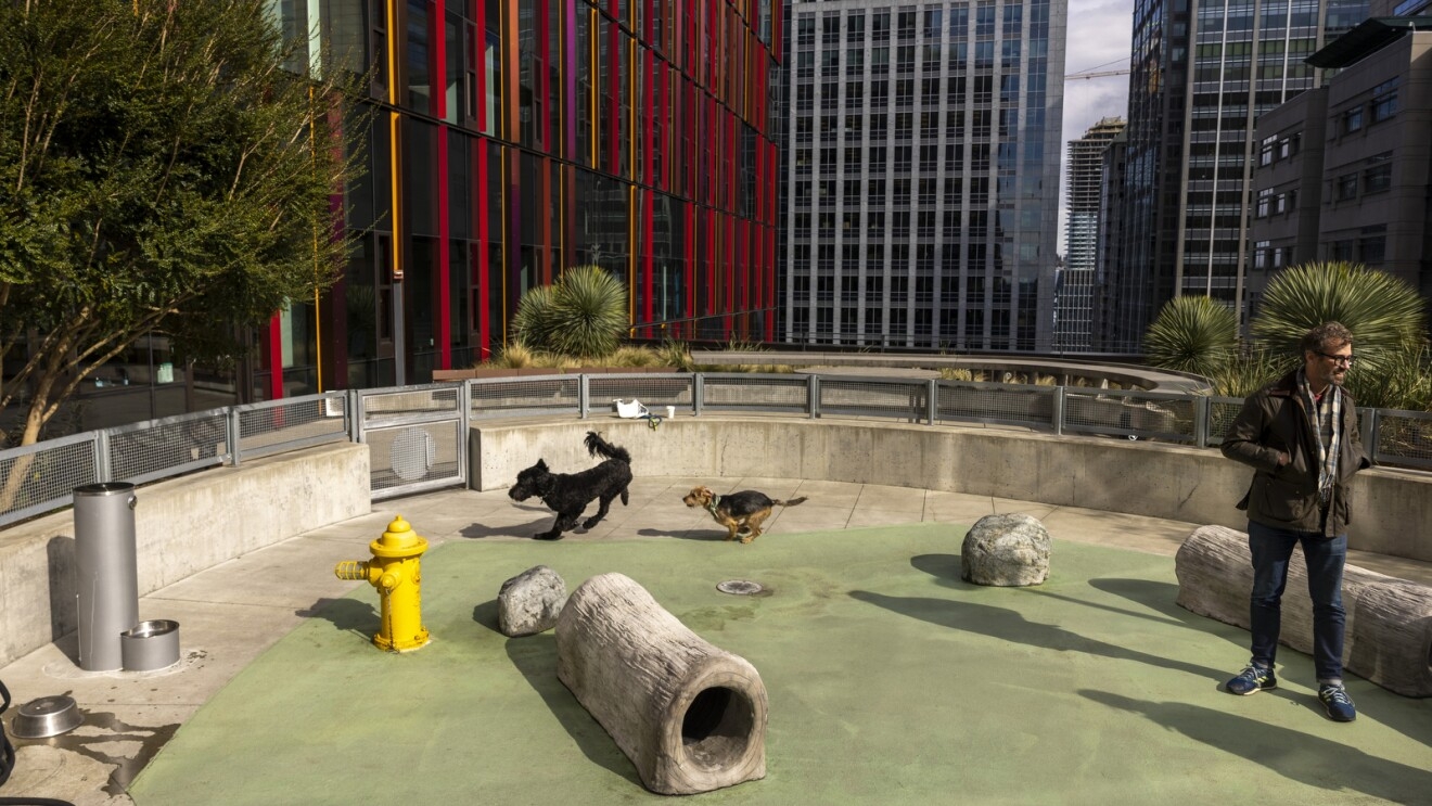An image of dogs playing together at the dog park at Amazon's Seattle headquarters. There is a turf field, a yellow fire hydrant, and several cement structures for the dogs to play with.