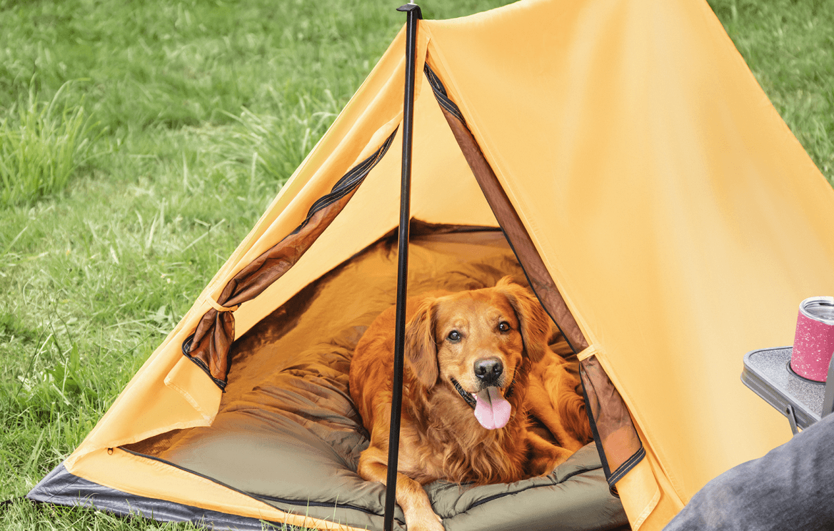 An image of a dog sitting in a small, dog-sized tent outdoors.
