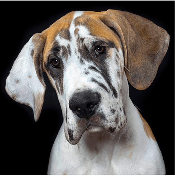 A white and brindle Great Dane looks into the camera, behind her is a black background.