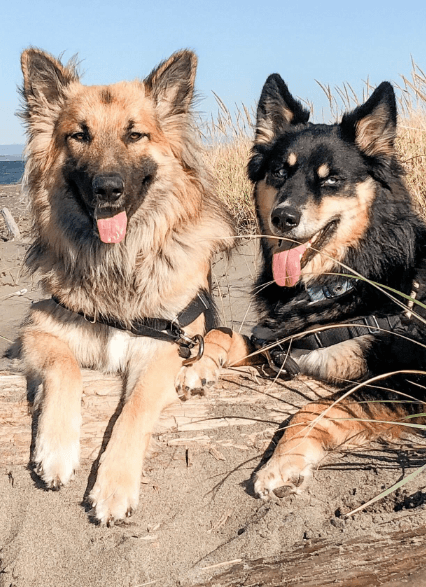 An image of two dogs looking at the camera smiling with their tongues out.