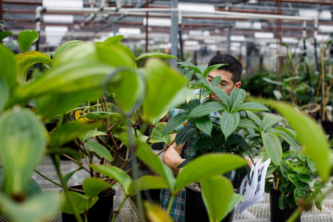 Amazon horticulturalist Michael Fong in greenhouse