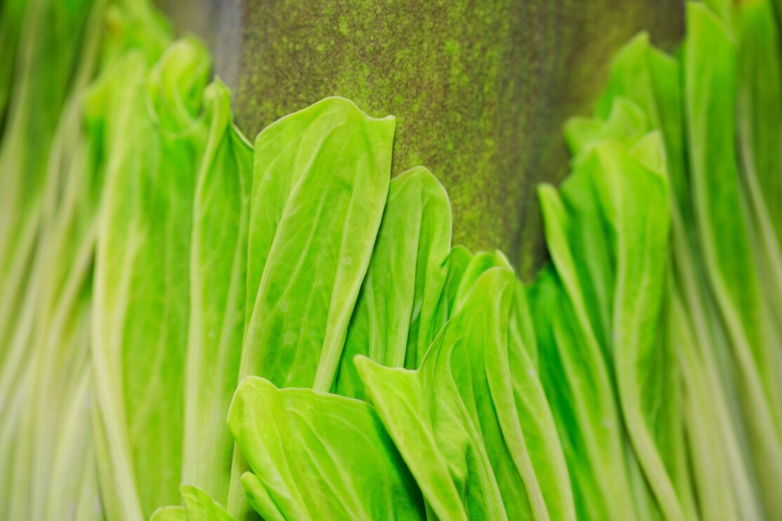 Close-up shot of the Corpse flower, with leaves that look similar to a head of lettuce unraveling.