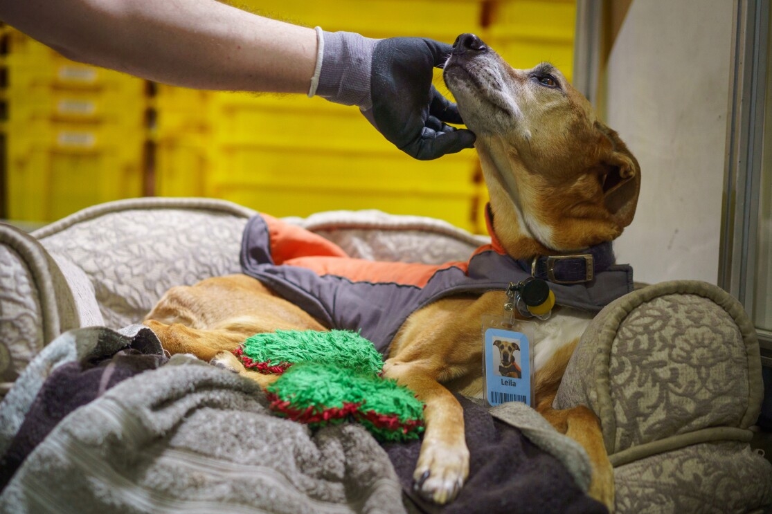 A dog tilts its face toward the hand of a person who is petting it. The dog is lying down and looks calm.