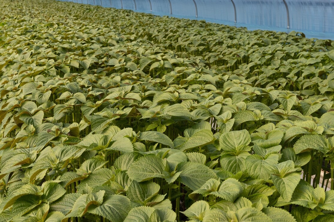 An image of perilla plants being planted.