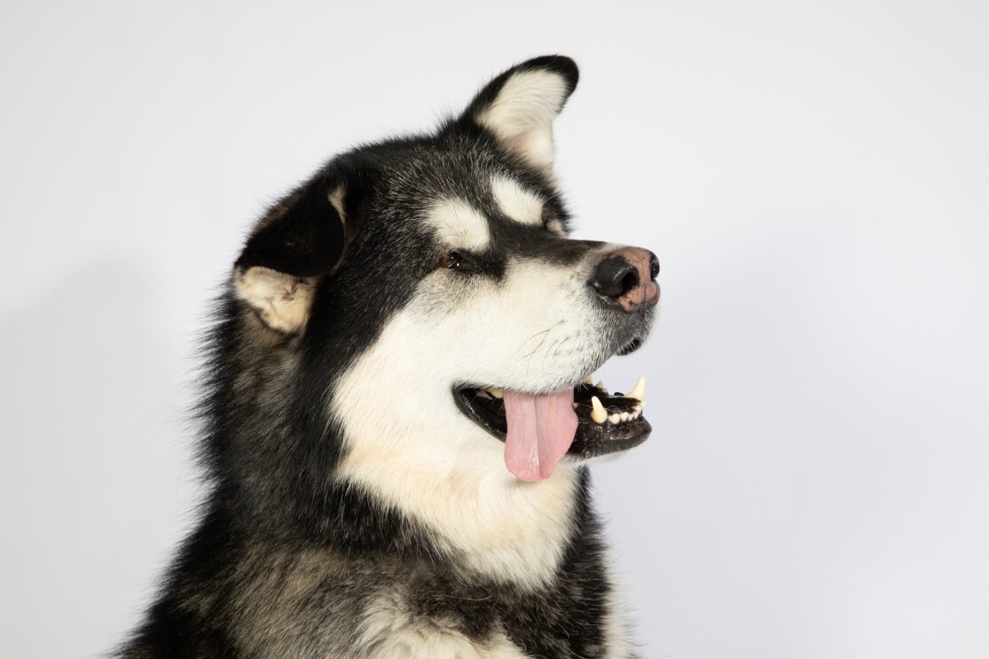 A husky-type dog faces to his left. One ear is up, the other folded over. The dog's tongue hangs out of the right side of its mouth.