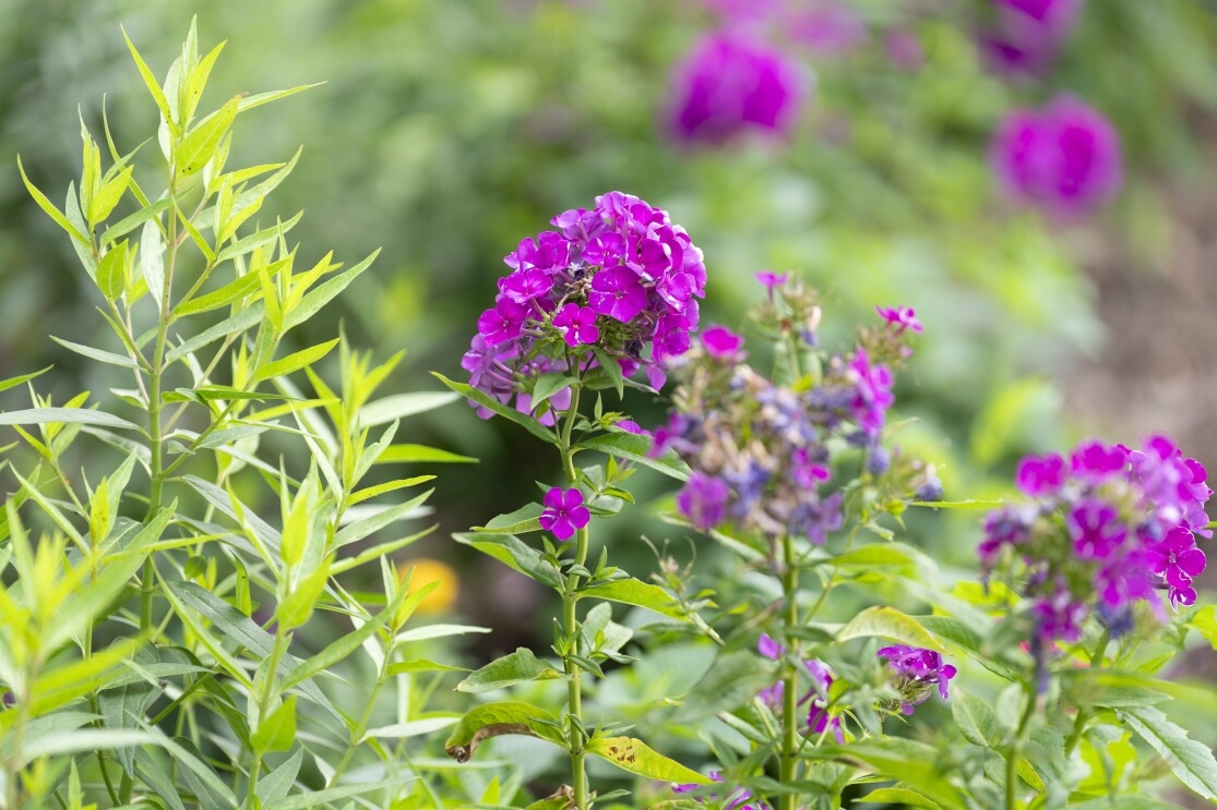 Close up image of purple flowers in the Met Park’s Butterfly Garden