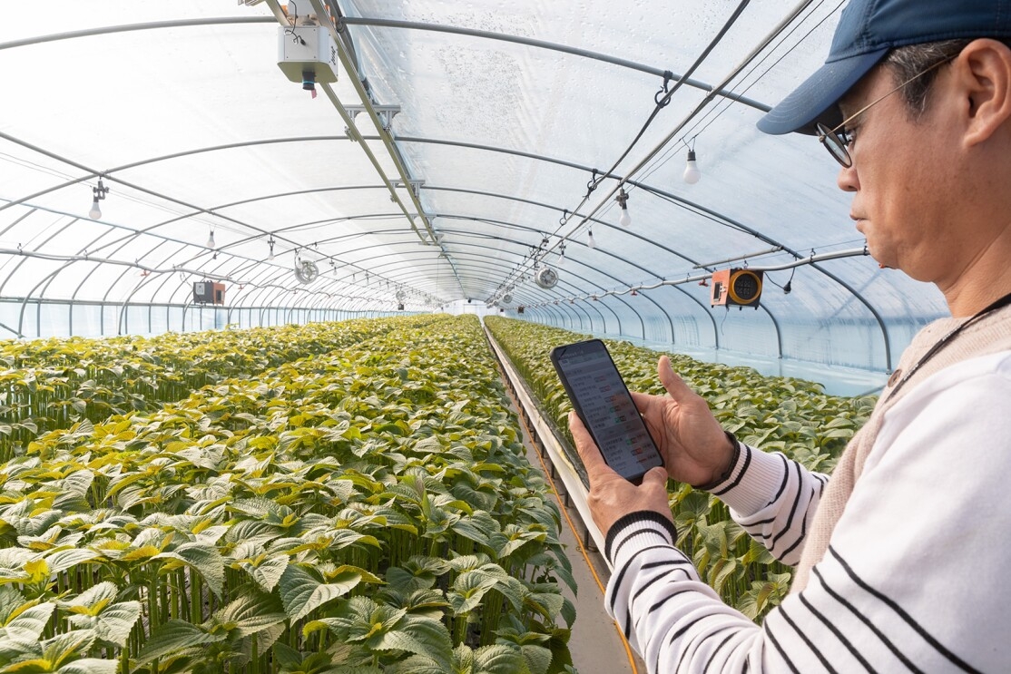 An image of perilla plants being planted.