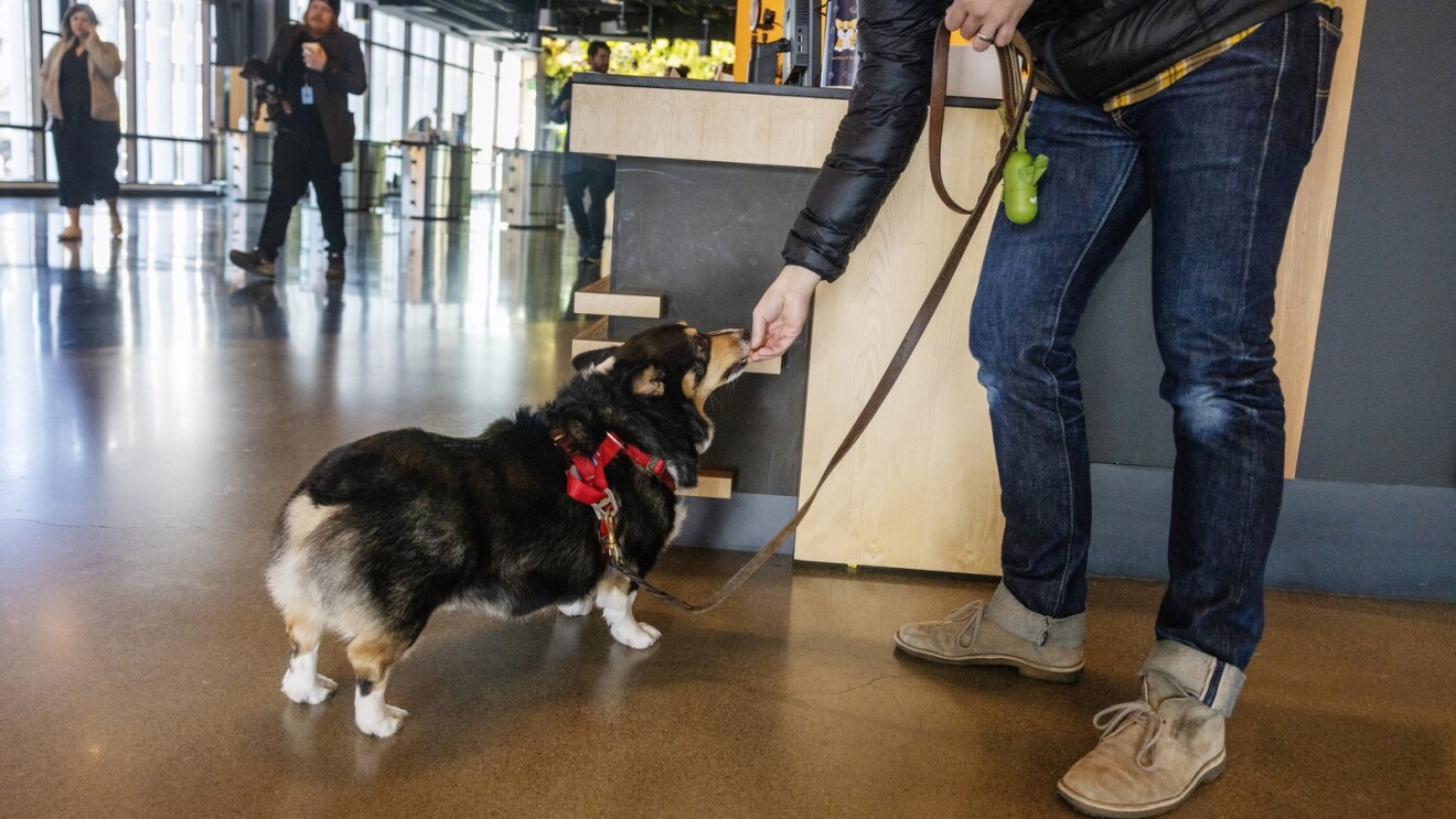 An image of an owner handing their Corgi dog a treat at the Amazon reception desk. 