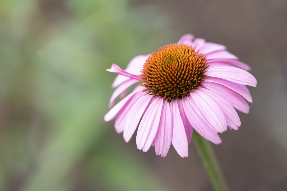 Close up of a light pink flower in the Met Park’s Butterfly Garden