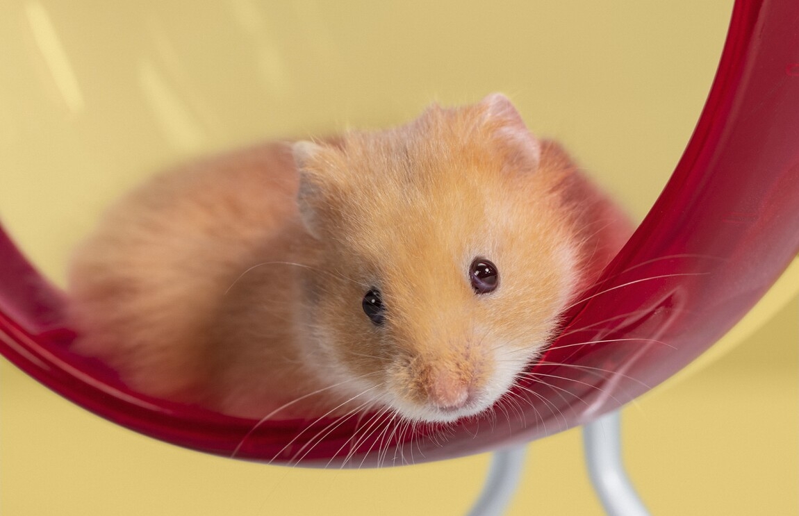 An  image of a small orange mouse in a red hampster wheel.