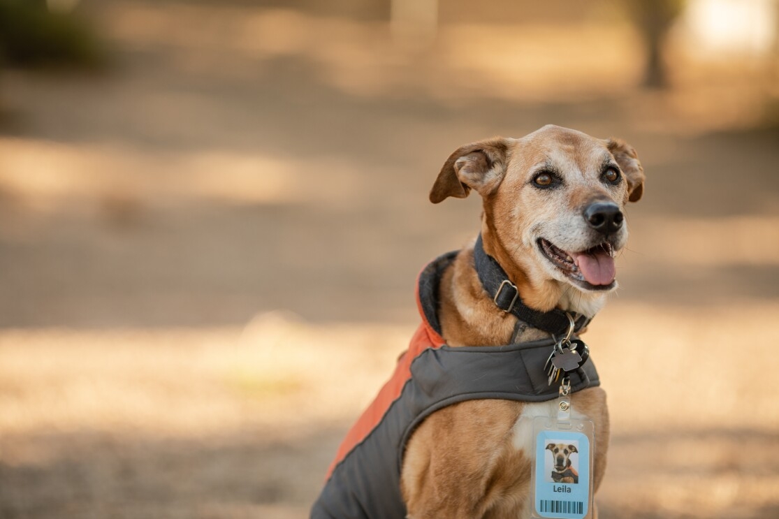 A dog sits with her eyes turned toward the camera. She wears an idea badge marked with the name Leila.