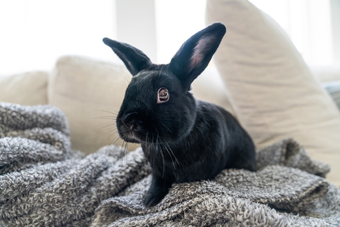 An image of a black bunny rabbit sitting on a blanket on a couch.