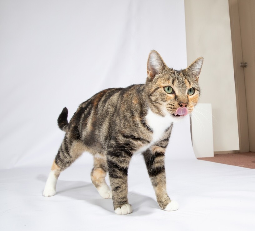 A tiger-striped cat stands on a white backdrop. The cat has white paws, green eyes, and has its tongue extended as though licking its nose.