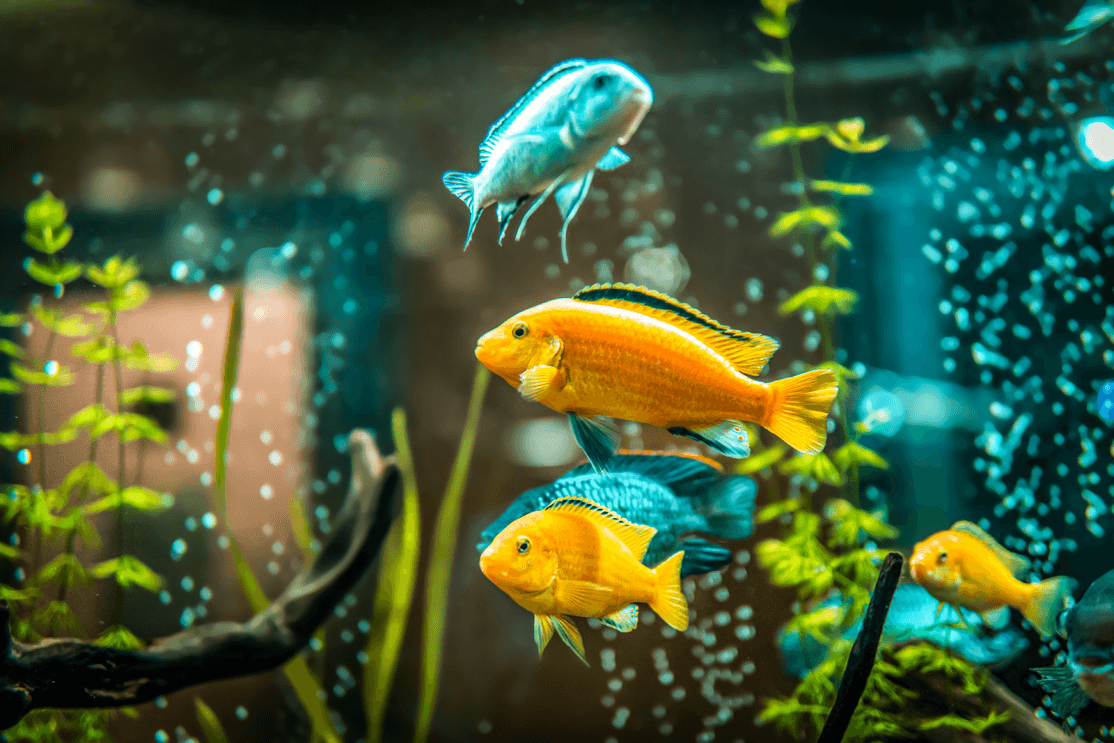 An image of  colorful fish in a fish tank.