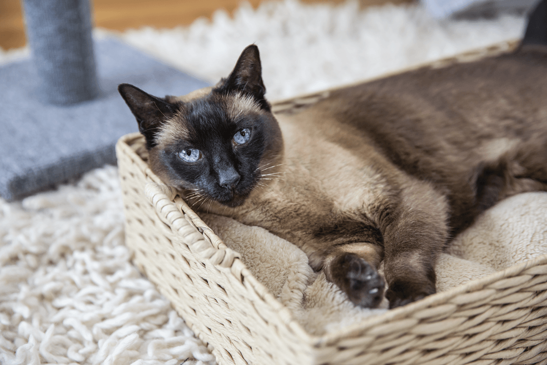 An image of a Siamese cat sitting in a whicker cat bed.
