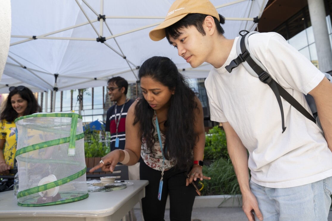 Two individuals looking at a mesh habitat with caterpillars inside