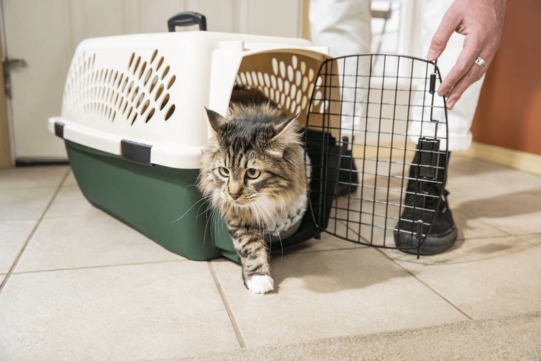 An image of a fluffy cat stepping out of a green kennel.
