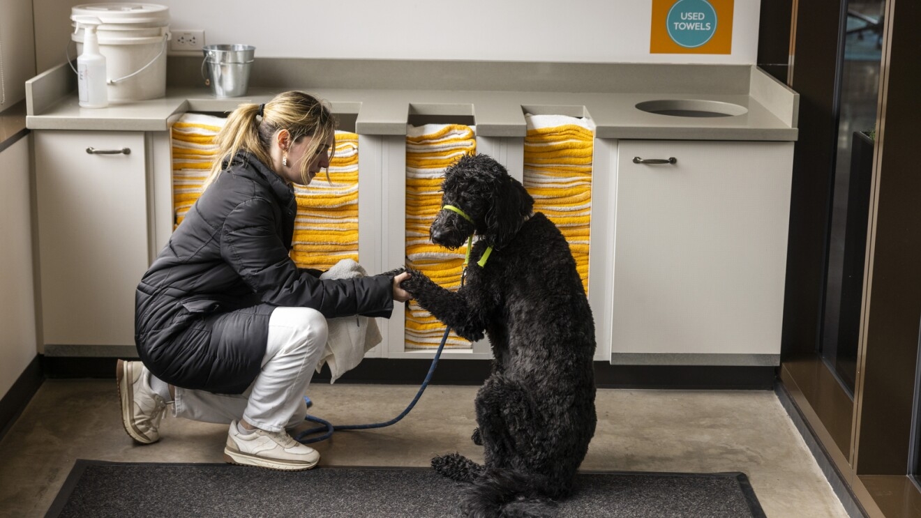 An image of a woman kneeling down next to her large, black labradoodle dog while washing his paws at a counter space with towels and a pail. 