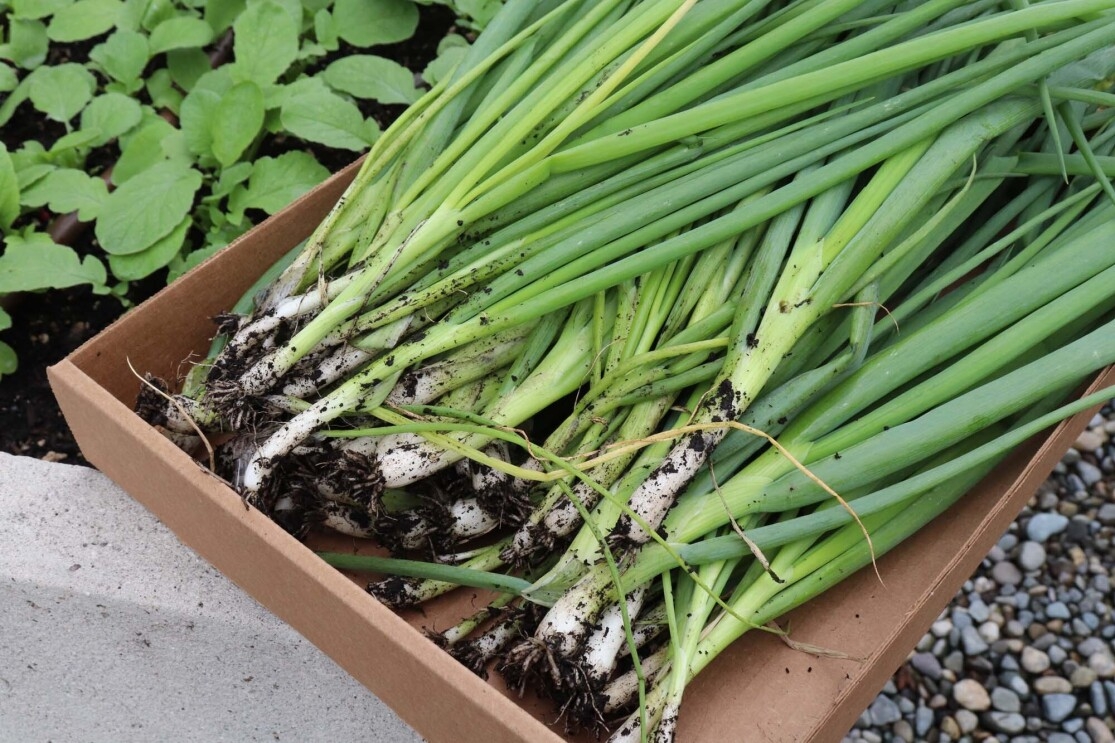 Amazon's rooftop organic vegetable garden, providing the harvest to FareStart restaurant