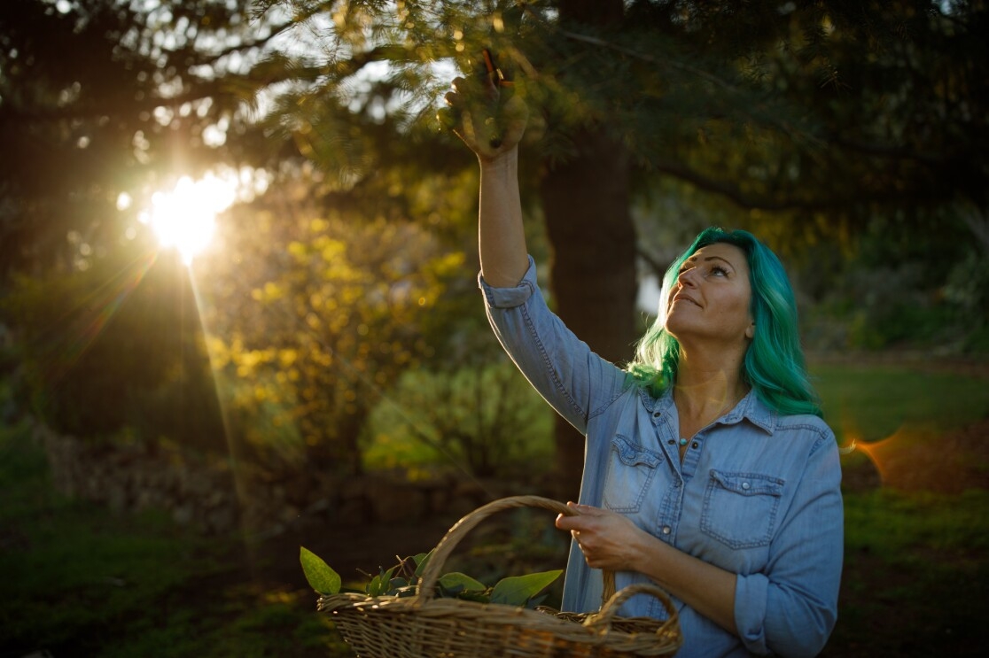 A woman wearing denim reaches up to harvest leaves from a tree.