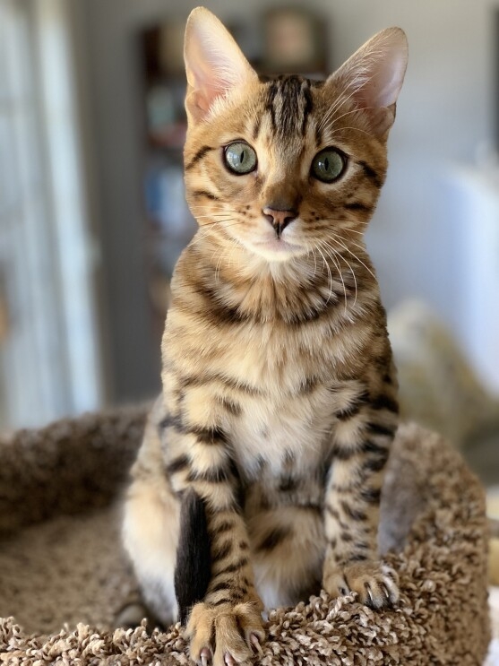 A Bengal kitten stares into the camera, while sitting inside a carpeted cat structure.