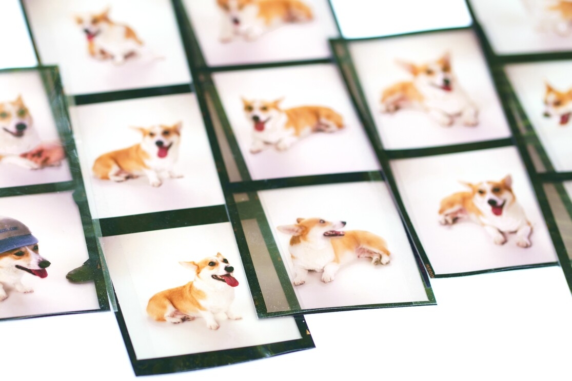 Images of Rufus, a Welsh Corgi, who was the first dog at Amazon.