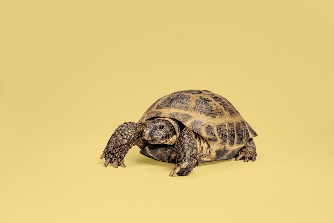 An image of a turtle walking with a yellow background surrounding it.