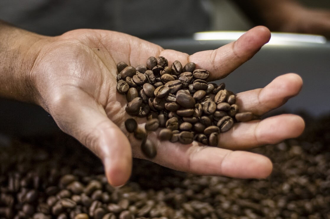 Detail of a person holding whole coffee beans.