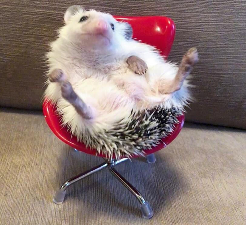 A hedgehog sits in a tiny red office chair.