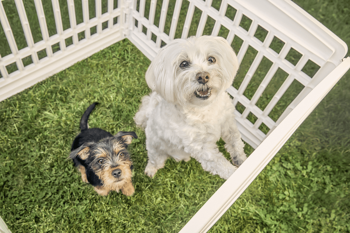 An image of two dogs in a fenced off area in their yard.
