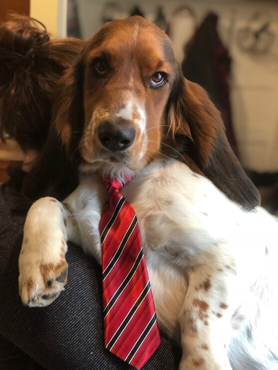 A Basset Hound leans against the arm of a sofa, looking into the camera, while wearing a tie.