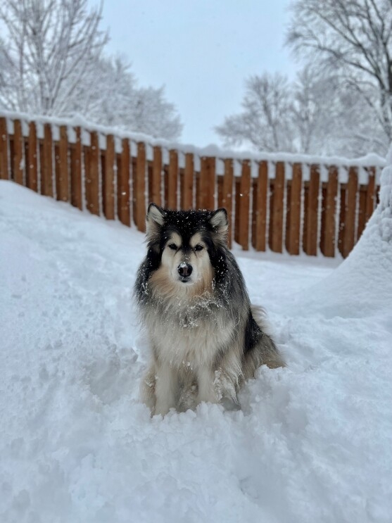Luna, an Alaskan Malamute, sits in the snow.