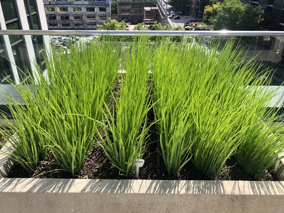 Amazon's rooftop organic vegetable garden, providing the harvest to FareStart restaurant