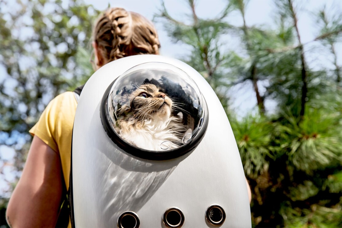 An image of a cat in a bubble window backpack.jpg