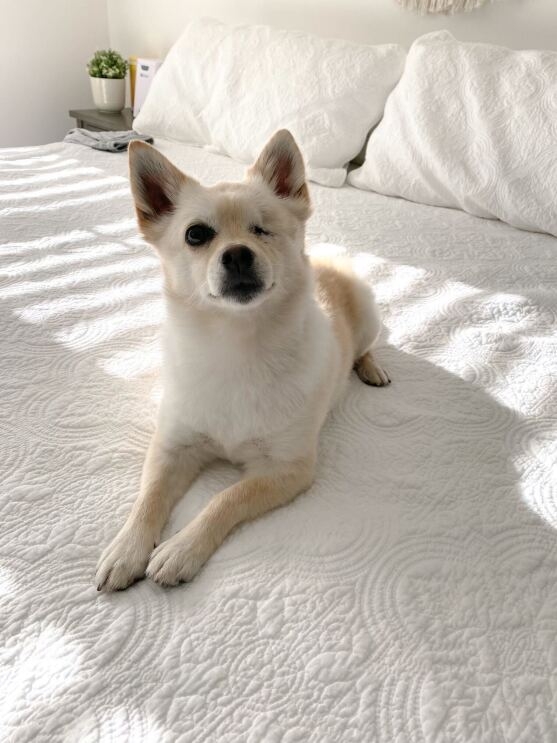 An image of a small white dog with one eye sitting on a bed