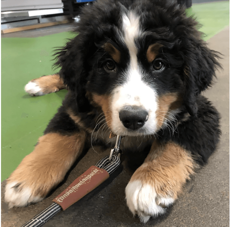 A Bernese Mountain dog puppy sits on the ground, looking up at the camera. 