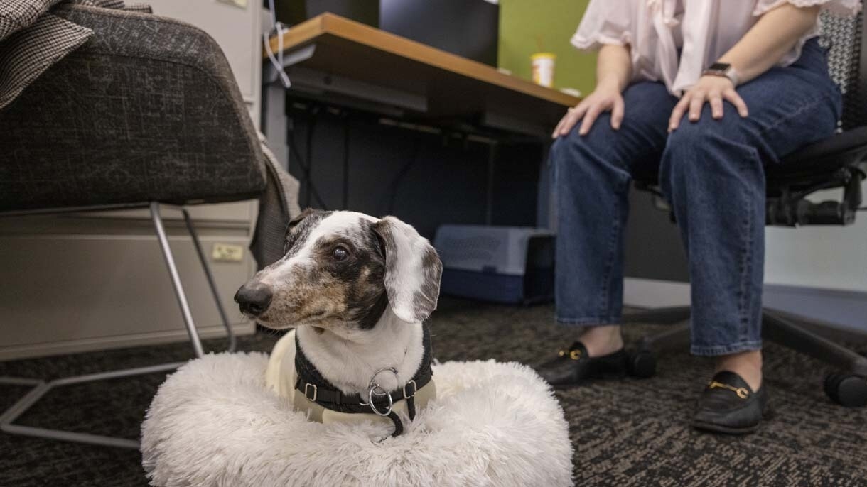 An image of dogs in the office at Amazon's Seattle headquarters with employees. 