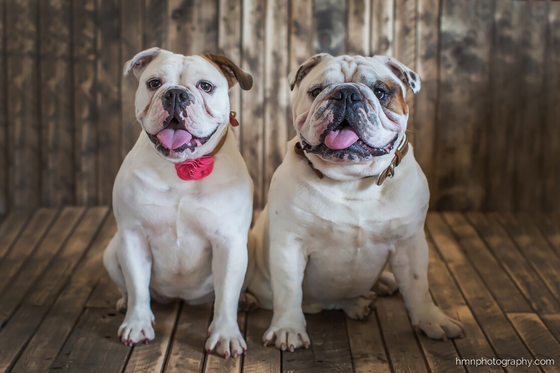 Two bulldogs sit next to each other in front of a wood backdrop. Both have their tongues out. One wears a leather collar while the other wears a collar with a rose on it. 