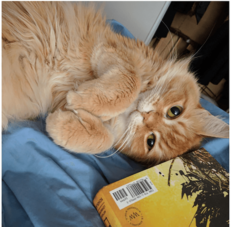 An orange cat lies on its back, next to a book, as it looks up at the camera.