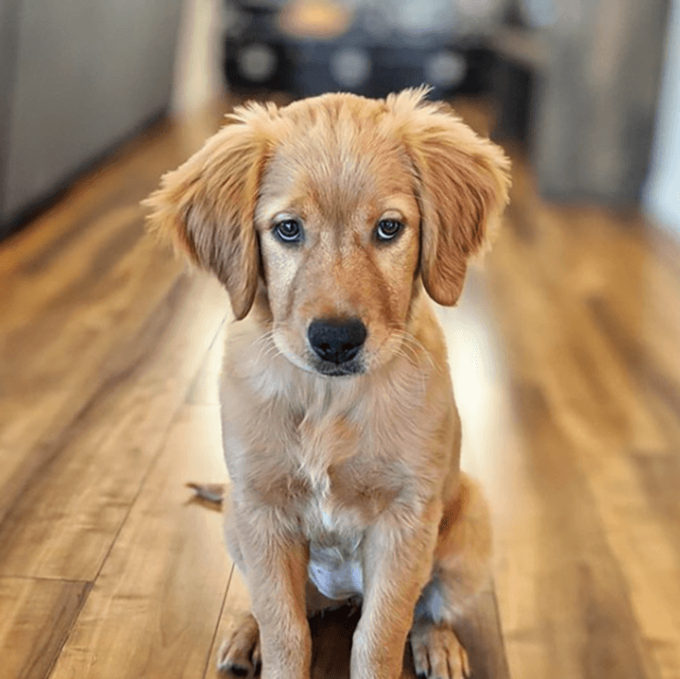 A golden retriever puppy sits on hardwood floor, looking into the distance. 