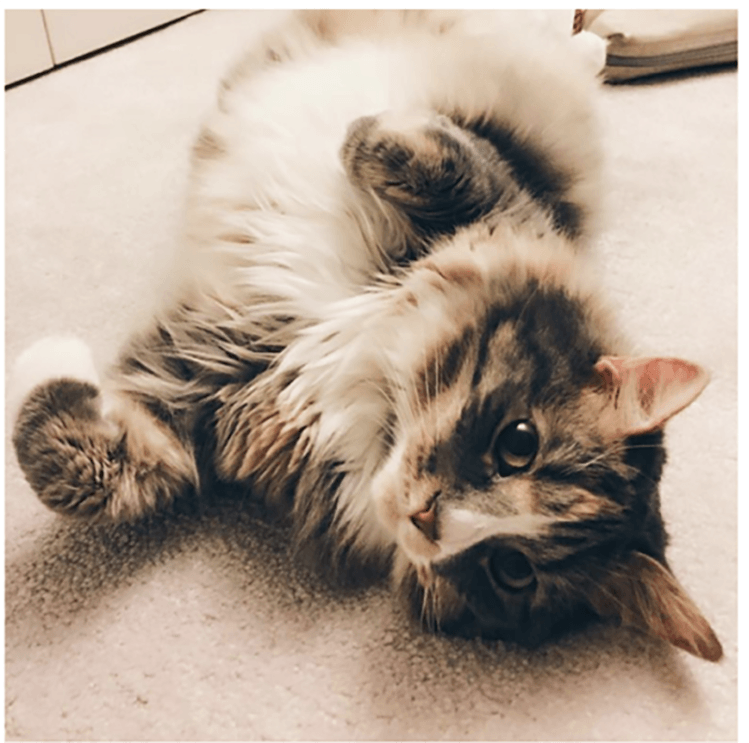 A domestic long hair cat lies on her back, looking directly into the camera, as she rolls on the floor.