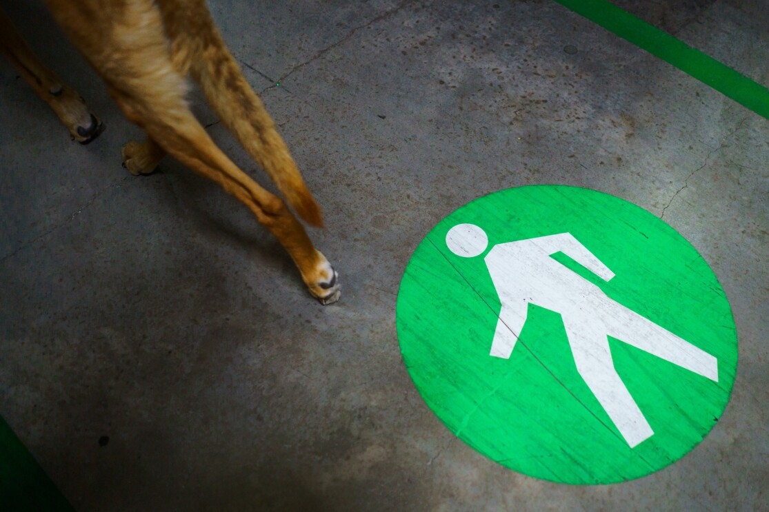 A dog's hind legs are photographed next to a painted marker on a concrete floor. The marker shows a human figure inside a green circle.