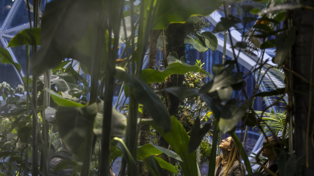 An image of several plants. In between the plants you can see two women in the background looking up at the space above them.