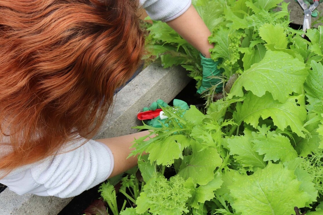 A woman works to harvest greens from a rooftop organic garden on Amazon's Seattle campus.