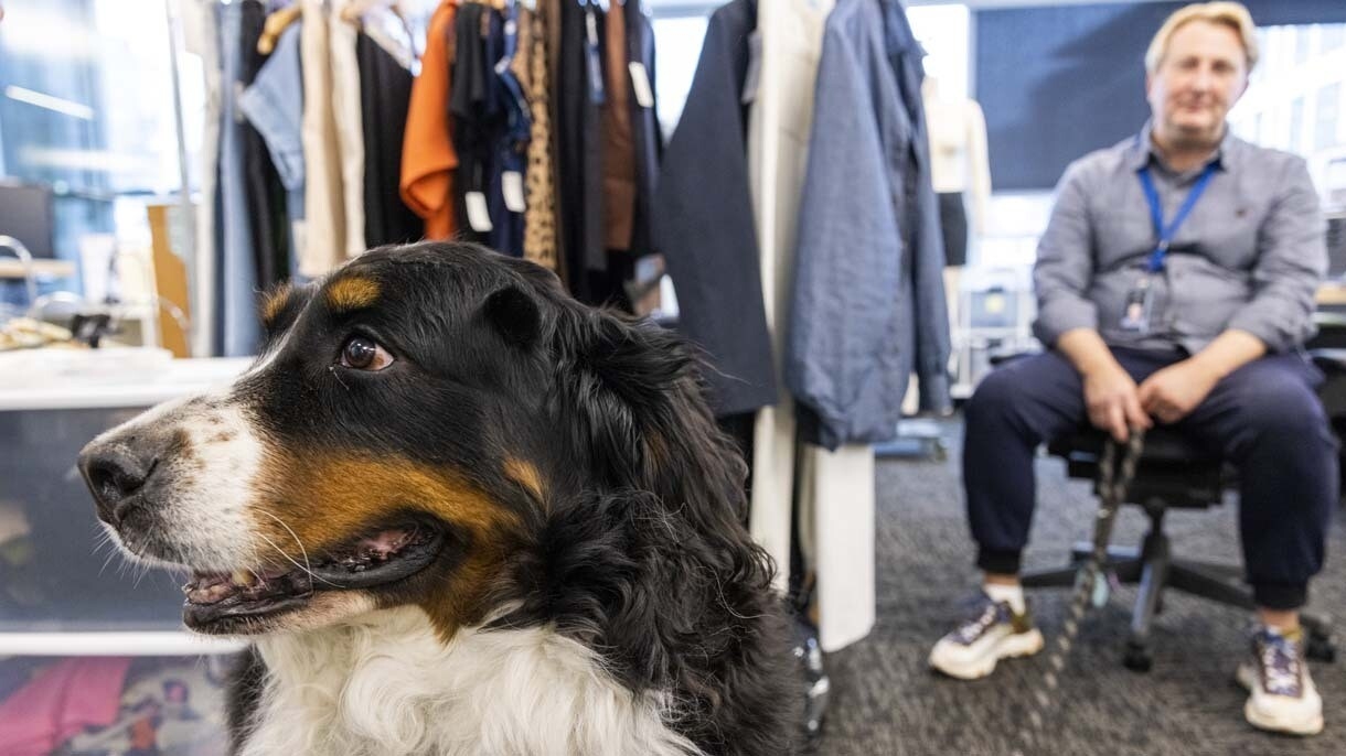 An image of dogs in the office at Amazon's Seattle headquarters with employees. 